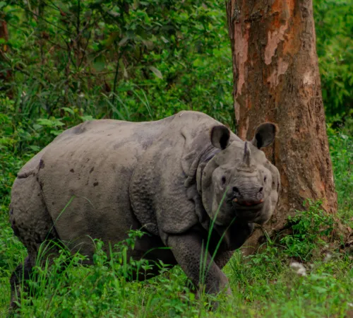 Amazing Meghalaya with Kaziranga